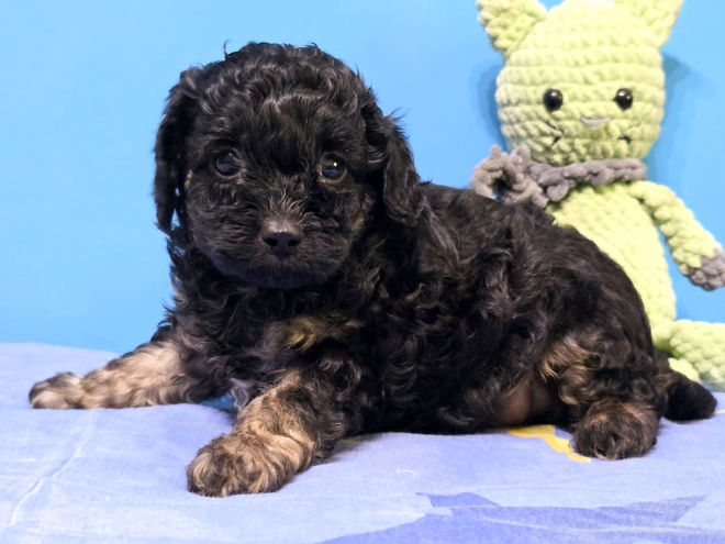 Cavapoo puppy for sale