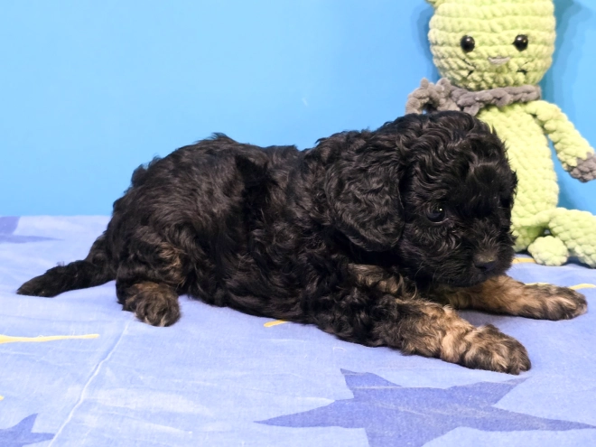 Cavapoo puppy for sale