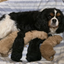 Promising F1 litter, apricot, black and tan Cavapoo for sale