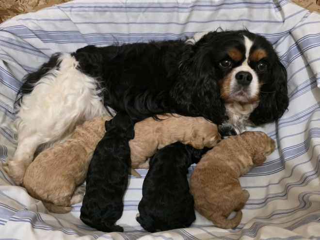 Cavapoo puppy for sale