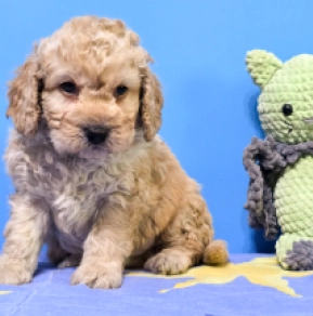 Cavapoo Welpe kaufen