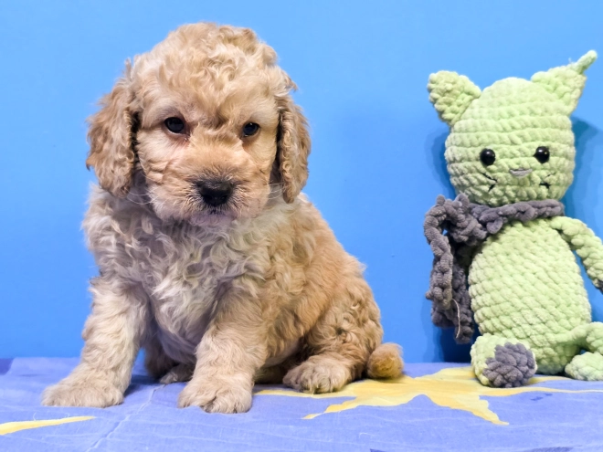 Cavapoo Welpe kaufen
