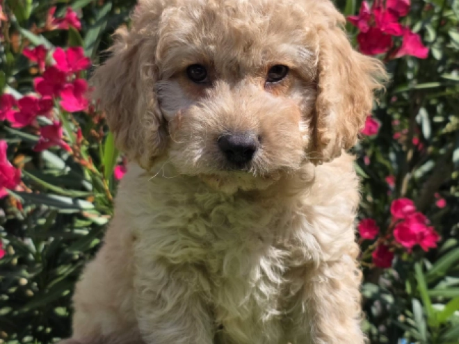 Cavapoo puppy for sale