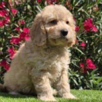 Big Bob – F1, golden Cavapoo Welpen kaufen