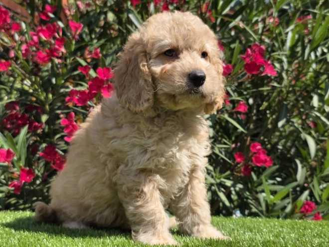 Cavapoo puppy for sale