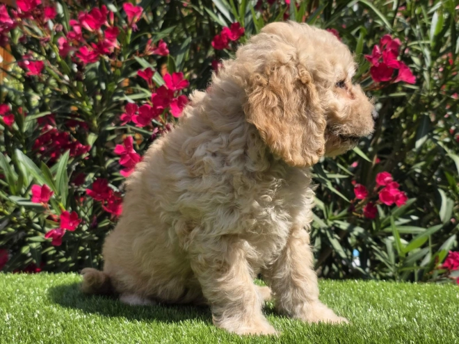 Cavapoo puppy for sale