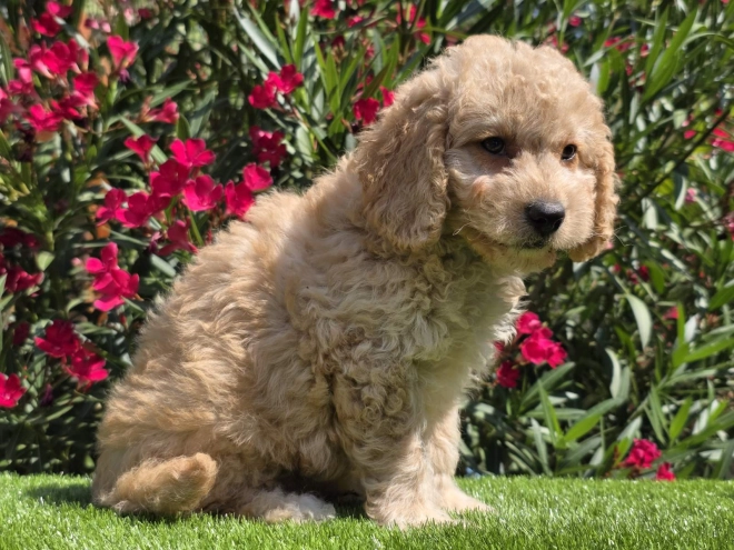 Cavapoo puppy for sale