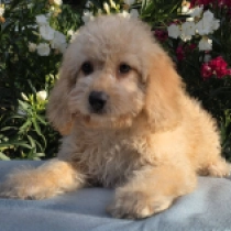 Big Bob – F1, golden Cavapoo Welpen kaufen