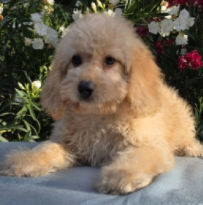 Cavapoo puppy for sale