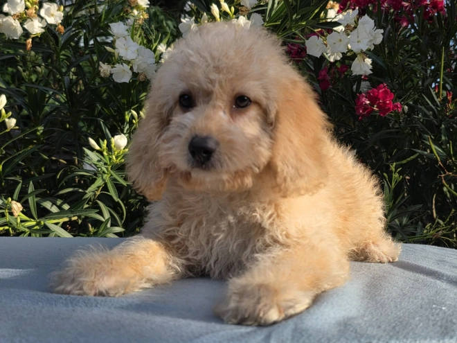 Cavapoo puppy for sale