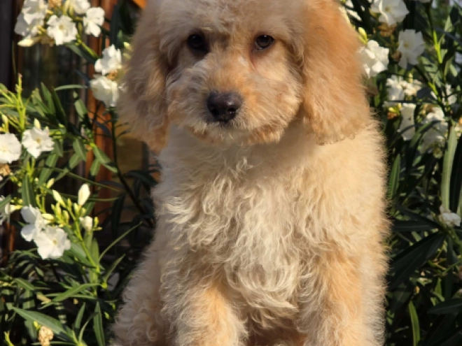 Cavapoo puppy for sale