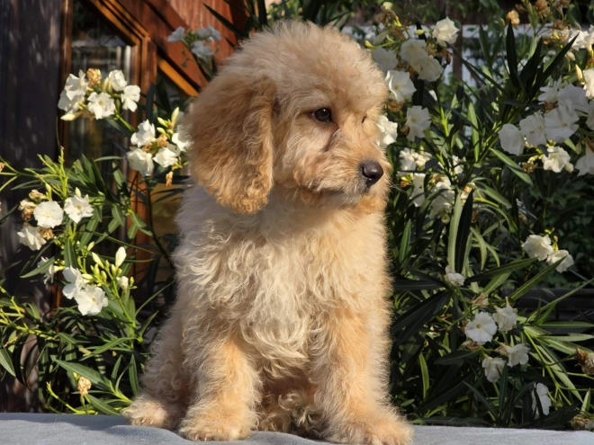 Cavapoo puppy for sale