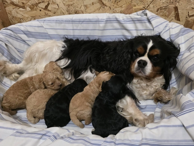 Cavapoo puppy for sale