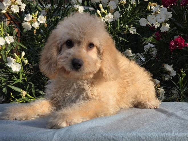 Cavapoo puppy for sale