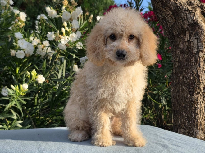 Cavapoo puppy for sale