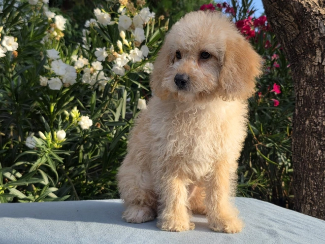 Cavapoo puppy for sale