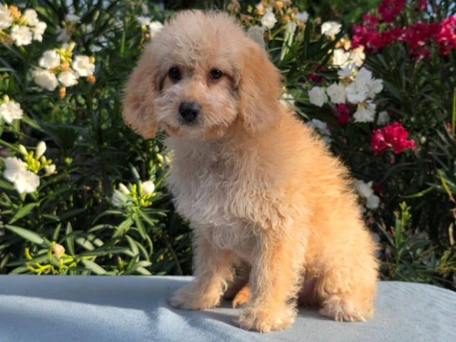 Cavapoo puppy for sale