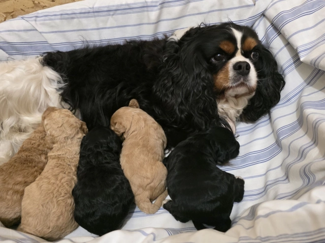 Cavapoo puppy for sale