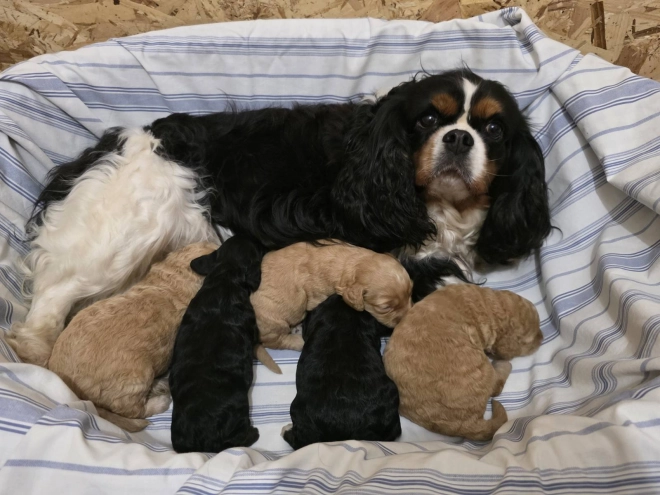 Cavapoo puppy for sale