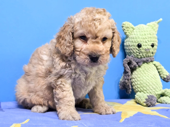 Cavapoo Welpe kaufen