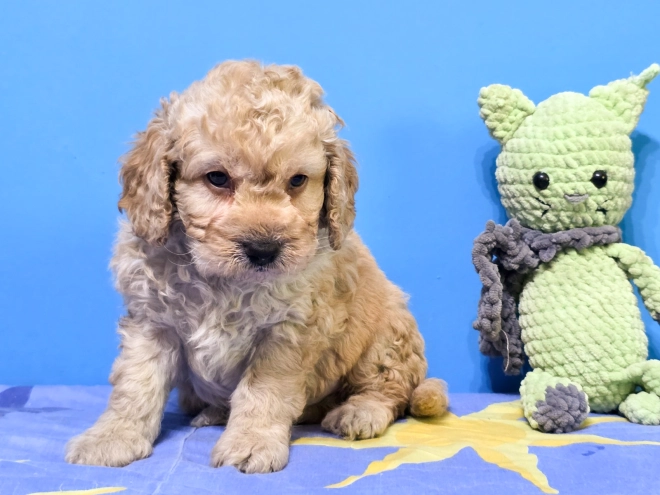 Cavapoo Welpe kaufen