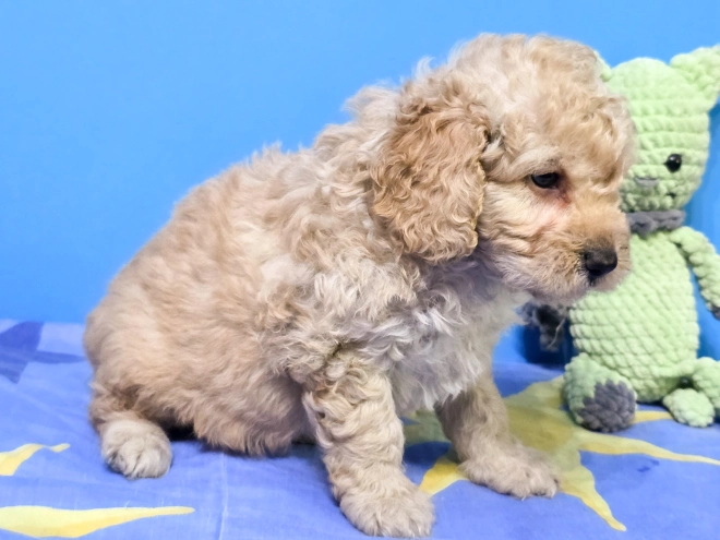 Cavapoo Welpe kaufen