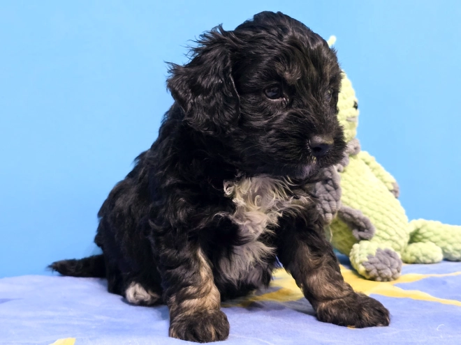 Cavapoo puppy for sale