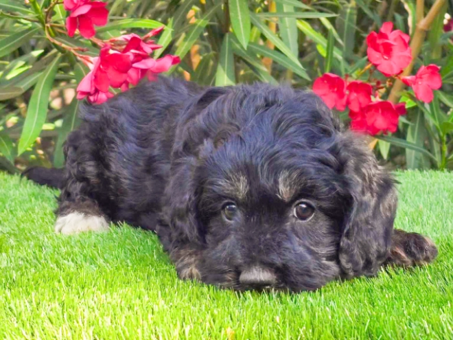 Cavapoo puppy for sale