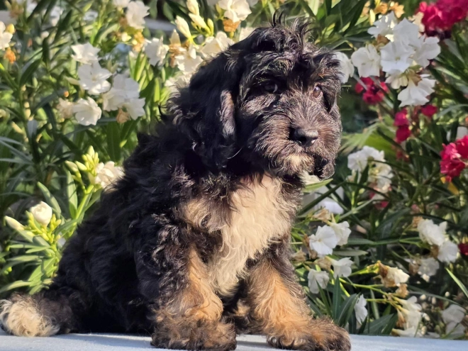 Cavapoo puppy for sale