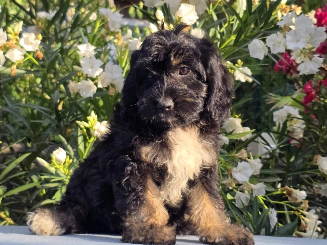 Cavapoo puppy for sale