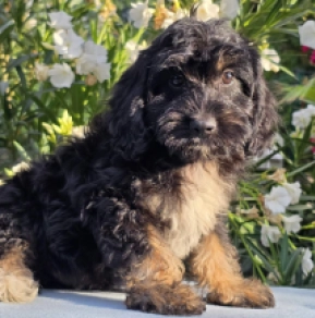 Cavapoo puppy for sale