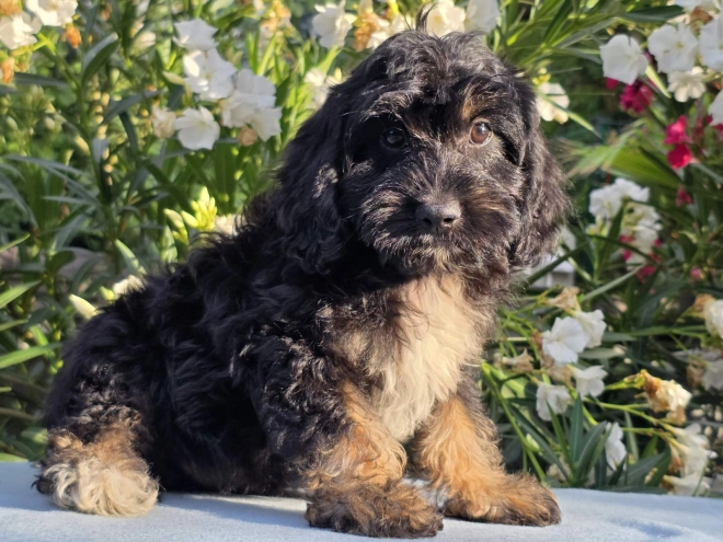 Cavapoo puppy for sale