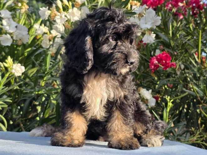 Cavapoo puppy for sale