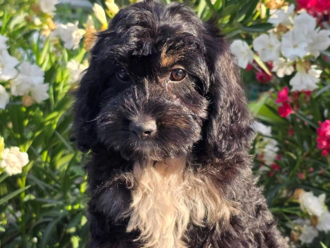 Cavapoo puppy for sale