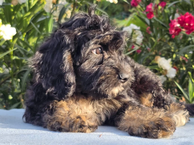 Cavapoo puppy for sale
