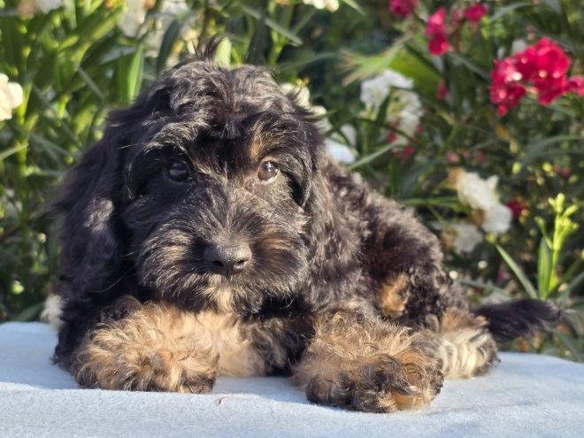 Cavapoo puppy for sale