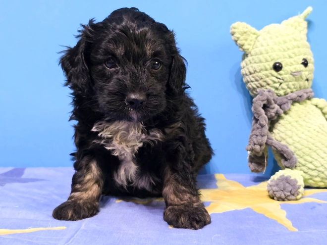 Cavapoo puppy for sale