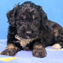Brutus – F1, black and tan Cavapoo for sale