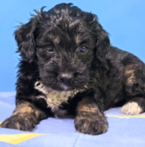 Cavapoo puppy for sale
