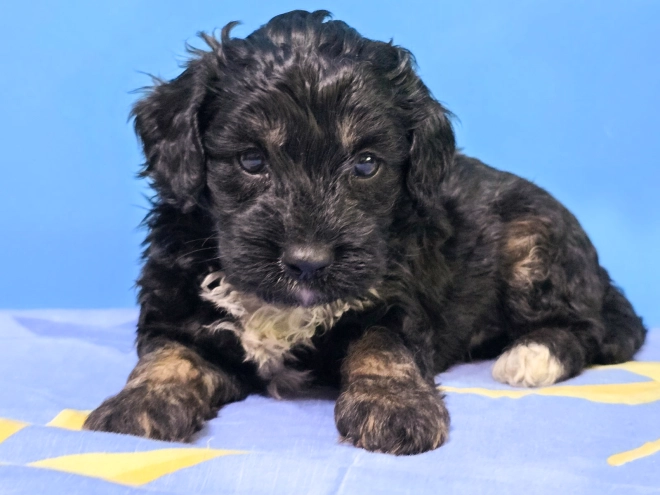 Cavapoo puppy for sale