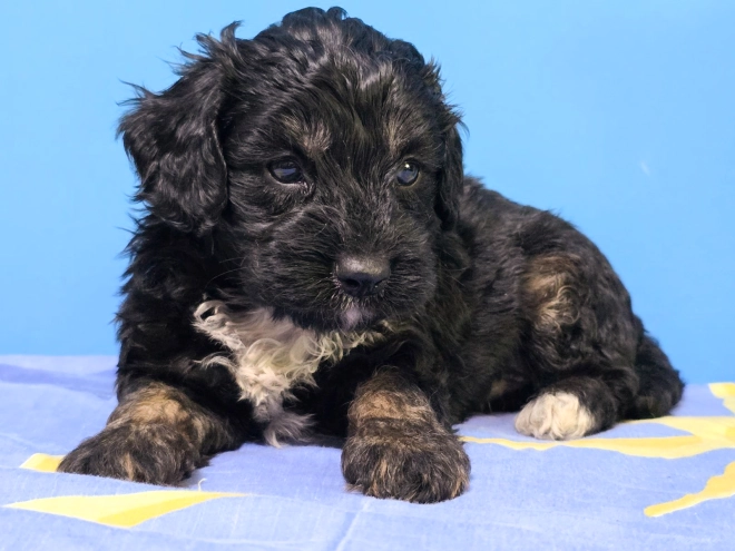 Cavapoo puppy for sale