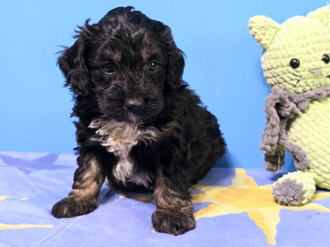 Cavapoo puppy for sale