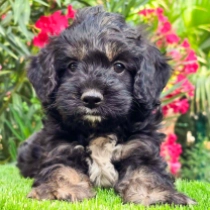 Brutus – F1, black and tan Cavapoo Welpen kaufen