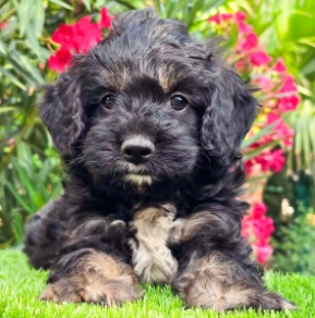 Cavapoo Welpe kaufen