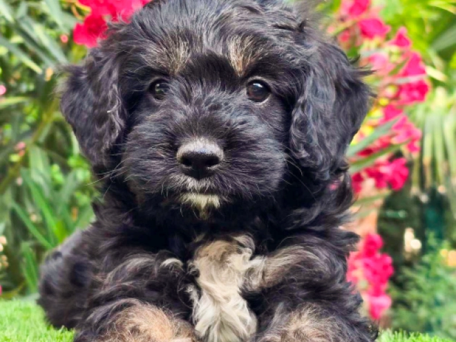 Cavapoo puppy for sale
