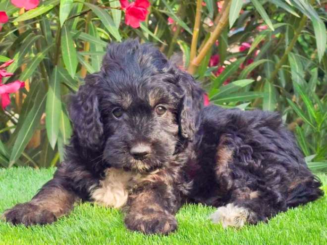 Cavapoo puppy for sale