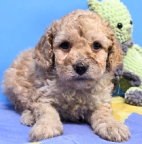 Perros Cavapoo en venta