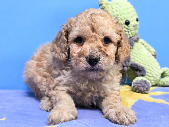 Perros Cavapoo en venta