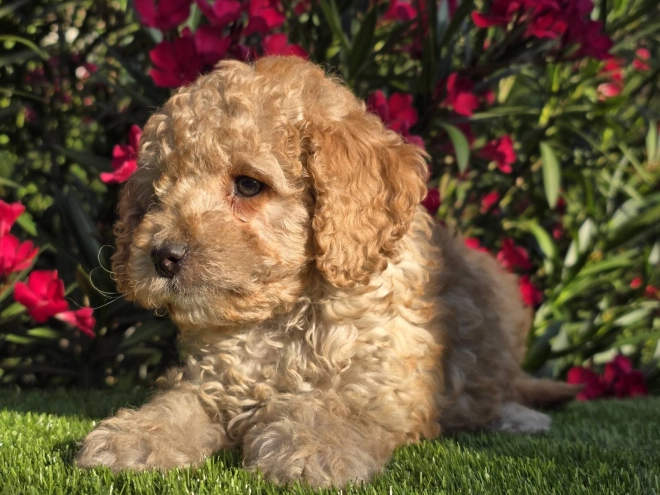 Cavapoo puppy for sale