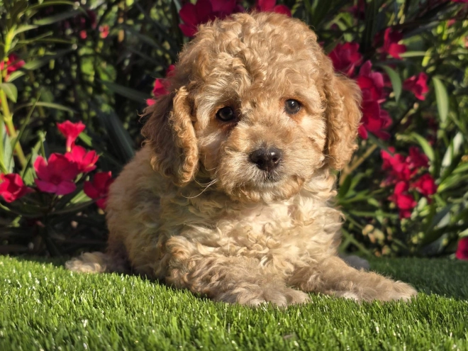 Cavapoo puppy for sale